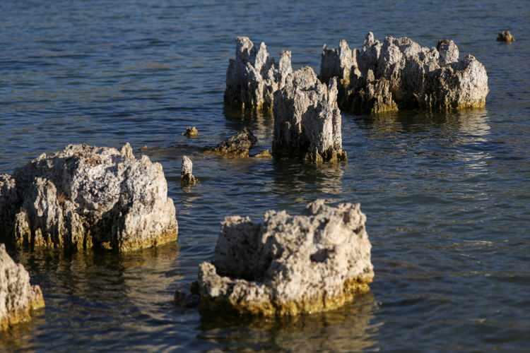 <p>Gölün derinliklerindeki tatlı su çıkışlarında oluşumu binlerce yılı bulan mikrobiyalitlerin büyük yapılar oluşturduğunu belirten Akkuş, şöyle dedi:</p>

<p>"Dünyanın farklı yerlerindeki mercanların boyu 5-10 metreyken Van Gölü'ndekilerin boyları 30-40 metreyi bulabiliyor.</p>
