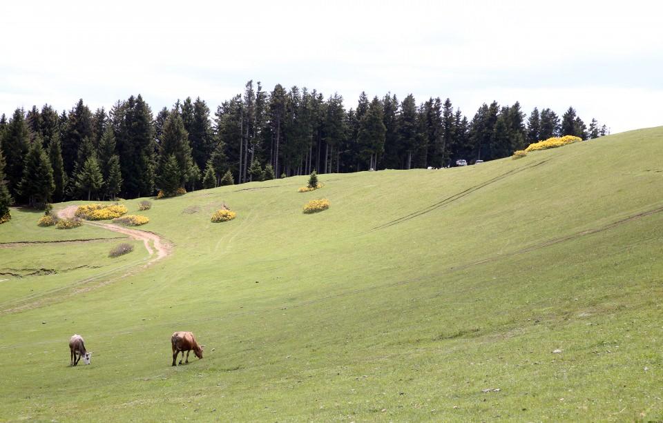 <p>Atıcı, insanların şehir merkezlerinden ziyade yaylaya çıkmayı tercih ettiğini belirterek, "Bu da yayla turizminin artmasına neden oluyor. Özellikle pandemi koşullarında fiziki mesafe şartlarına uyacak geniş sahalar olduğu için vatandaşlar yaylaya çıkmayı tercih ediyorlar. Yaz için tüm tedbirlerimizi aldık, daha yoğun turist ilgisi bekliyoruz." dedi.</p>

<p> </p>

