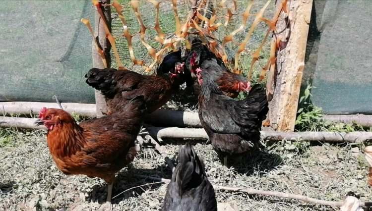 <p>Tavuklar, 70 metre uzunluğundaki tünelden geçip, yoncaların olduğu alana direkt ulaşıyor.</p>
<p> </p>