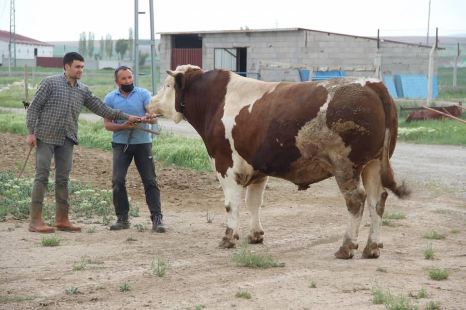 <p>Satışlar şuan 50-55 tane kurban vardı, 25 tanesini sattık. 30-35 tane daha var. Geçen seneye göre satışlar durgun ama maalesef biraz yem fiyatlarının yüksek olmasından dolayı hisse fiyatları da yüksek” dedi.</p>
<p> </p>
