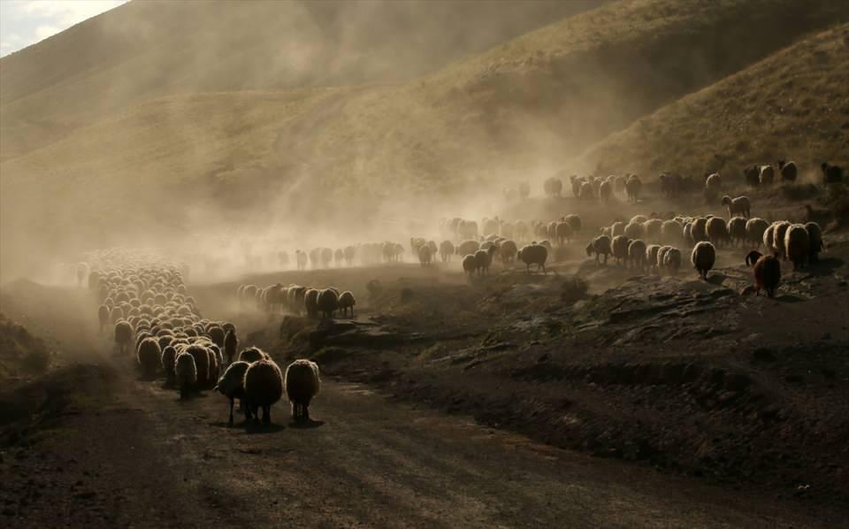 <p>Sağımın ardından tekrar Nemrut Dağı eteklerine götürülen sürülerin çıkardığı toz bulutunun gün batımıyla bütünleşmesi güzel görüntülere sahne oluyor.</p>

<p> </p>
