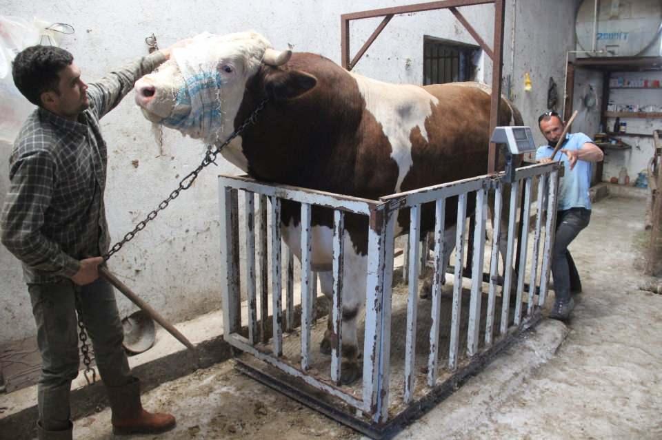<p>Bu seneye kadar beklettik. Şu an 1 ton 42 kilo. Bu simental cinsi bir hayvan. 16 Kilogram yem yiyor. Fiyatı 45 bin lira” diye konuştu.</p>
