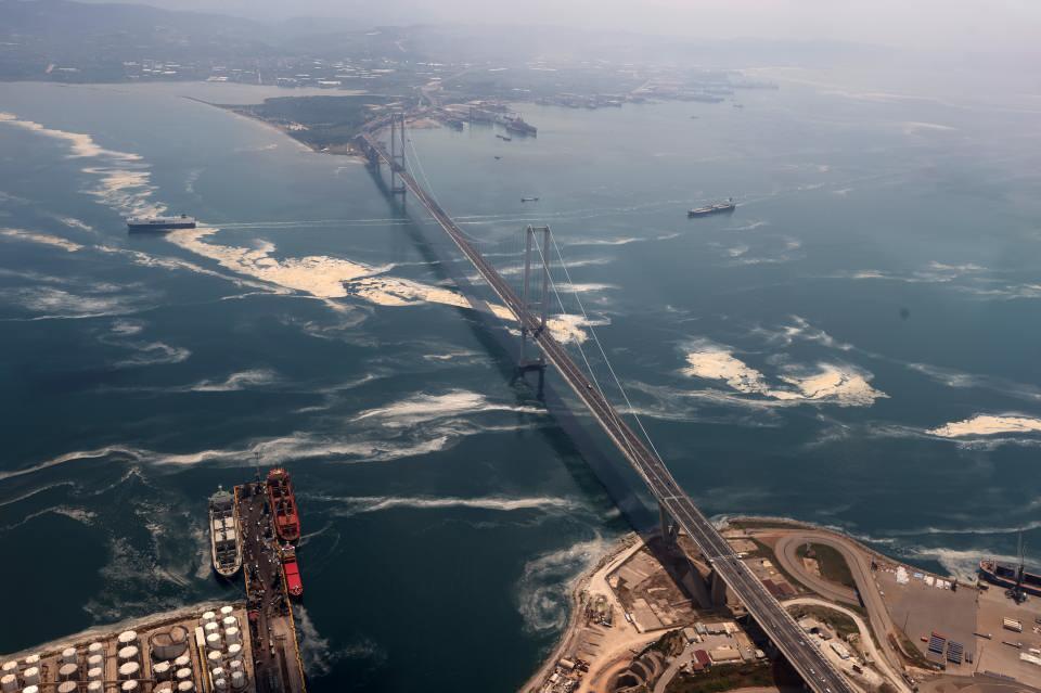 <p>Daha çok su akıntısının olmadığı, körfez gibi alanlarda birikmeler mevcuttu. İstanbul'da Pendik ve İzmit tarafına doğru giden sahil hattında, Darıca, Hereke, Eskihisar, Topçular ve Körfez hattında daha çok yoğunlaşmalar vardı. </p>
