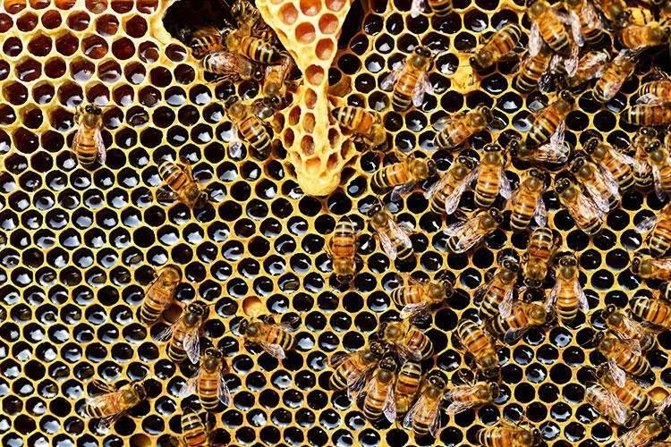 <p><span style="color:#0000CD"><strong>Bal için teknik olarak arının midesinden çıkıyor diyebiliriz. Toplayıcı bal arıları çiçekli bitkilerin nektarlarını toplayıp içer ve "bal mideleri"nde saklarlar. Ardından bu nektarları ağızlarından çıkarıp kovanın kapısı yakınlarında bulunan işleyici bal arılarının midesine aktarırlar. İşleyici bal arıları da balı kovanın deliklerine çıkararak olgunlaşmaya bırakır.</strong></span></p>

<p> </p>
