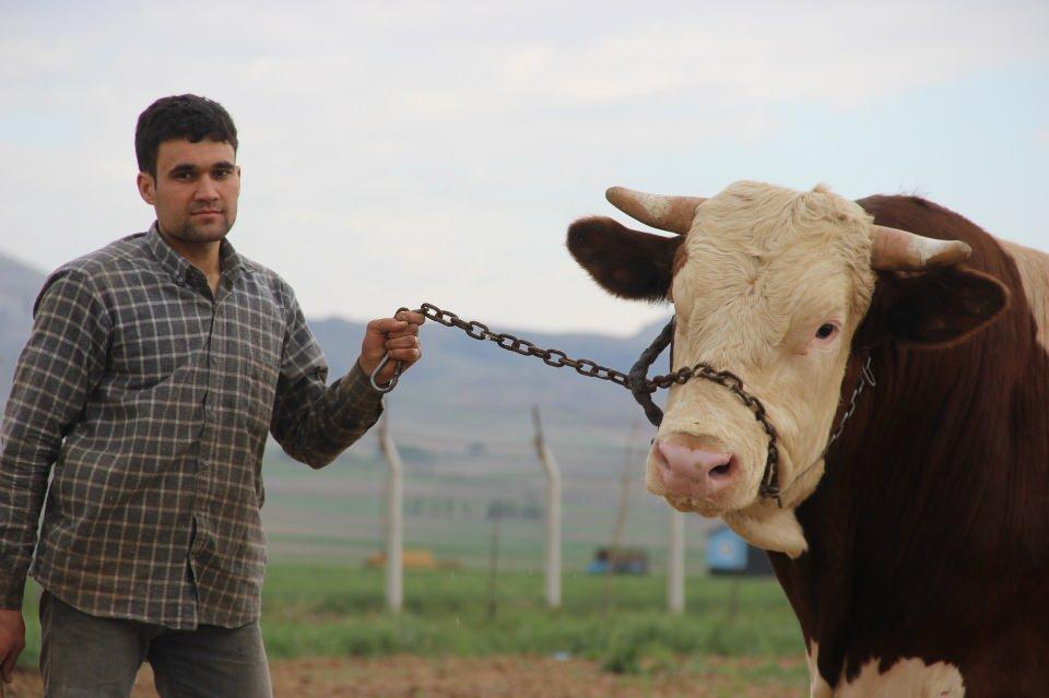 <p>Fiyatlar yine de uygun. Geçen sene canlı ağırlığı 800 kilo gelen hayvanı 18 bin liraya vermiştik. Bu sende 800-850 kiloluk hayvanı 21 bin liraya verdik. </p>