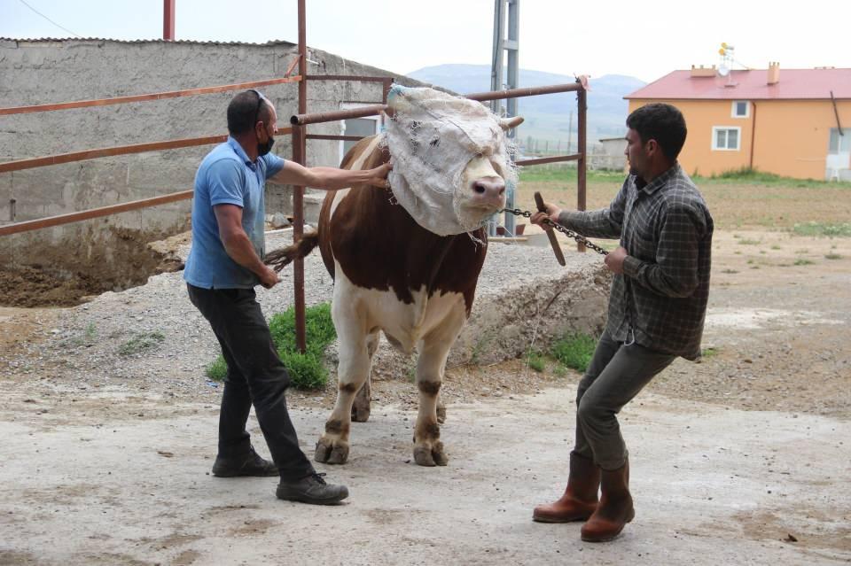 <p>Fiyatı dudak uçuklatıyor<br />
Yüceli, Paşa isimli tosunun 45 bin lira olduğunu ifade ederek, “Bu 'Paşa' geçen seneden kaldı bizde. Kurban olmuyordu. Dişini atmamıştı. </p>