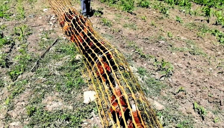 <p>Tavuklarını tünelden geçirip, yoncaların bulunduğu iki dönümlük alanda beslenmelerini sağlayan Cemil Karaçengel, “Bahçelerde mısır ve fasulye sebzeleri olduğundan dolayı buradan, hayvanların yemlenecekleri alana sevkini yapabilmesi için bir projeye ihtiyacımız vardı. </p>