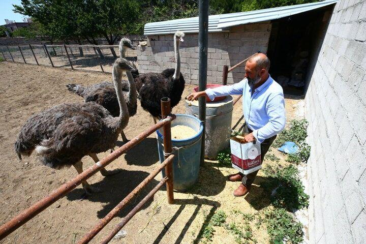 <p>Nevşehir'in Derinkuyu ilçesinde patates üretimini bırakarak devekuşu çiftliği kuran Özcan Sayın, yılda 250 yavru üretim kapasitesine ulaştı.</p>

<p> </p>
