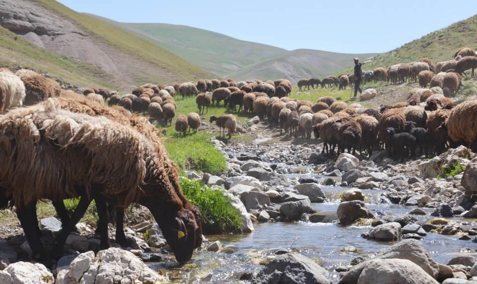 <p><strong>'KOYUN OTLATMAK İSTEYEN TAKİPÇİLERİ MİSAFİR EDİYORUZ'</strong></p>
<p>Gün geçtikçe takipçileri tarafından daha çok sevildiğini anlatan çoban Karadağ, doğal yaşama özenen takipçilerini yaylada misafir ettiklerini ve beraber koyun güttüklerini anlattı. Takipçilerinin yayladan çok mutlu ayrıldığını söyleyen Karadağ, "Türkiye'de çoğu insan köyden kente göçmüş. Zamanında illa babası, dedesi hayvancılık yapmış. Koyunlarla köy yaşamıyla dağlarla bir bağlantısı var. İnsanlar şehir hayatından bıkmışlar. Özelikle pandemi sürecinde çok sıkılmışlar. Onlar da bizi izleyerek bu özlemlerini gideriyorlar. Bu da tabi beni mutlu ediyor. Çok gelmek isteyen oluyor, iletişime geçiyoruz. Davet ediyoruz. Burada koyun güdüyorlar, sağım yapıyorlar, sohbetler edip, misafir ediyoruz. Çok mutlu ve dinlenmiş olarak ayrılıyorlar" diye konuştu.</p>
<p> </p>