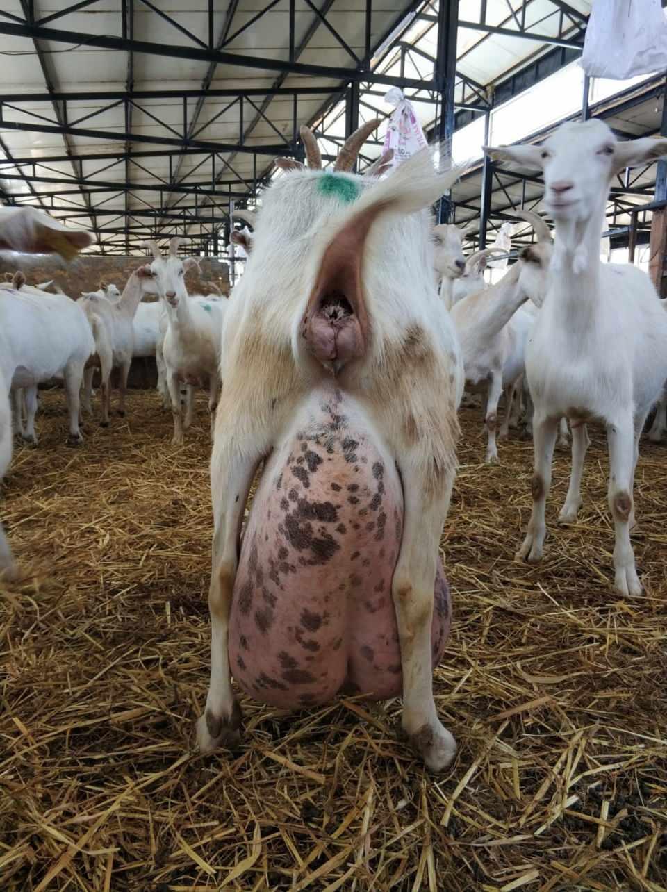 <p>Mudanya ilçesinin Çepni köyünde faaliyet gösteren Seçen Keçi Çiftliğinde bakılan keçi, bir günde 17 litre süt vererek rekor kırdı.</p>
