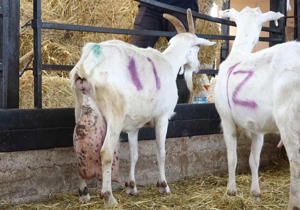 <p>Bu zamana kadar bir keçinin en fazla 12 kilo süt verdiğine şahit olan çiftlik sahipleri, 17 litre sütü görünce gözlerine inanamadı. </p>
