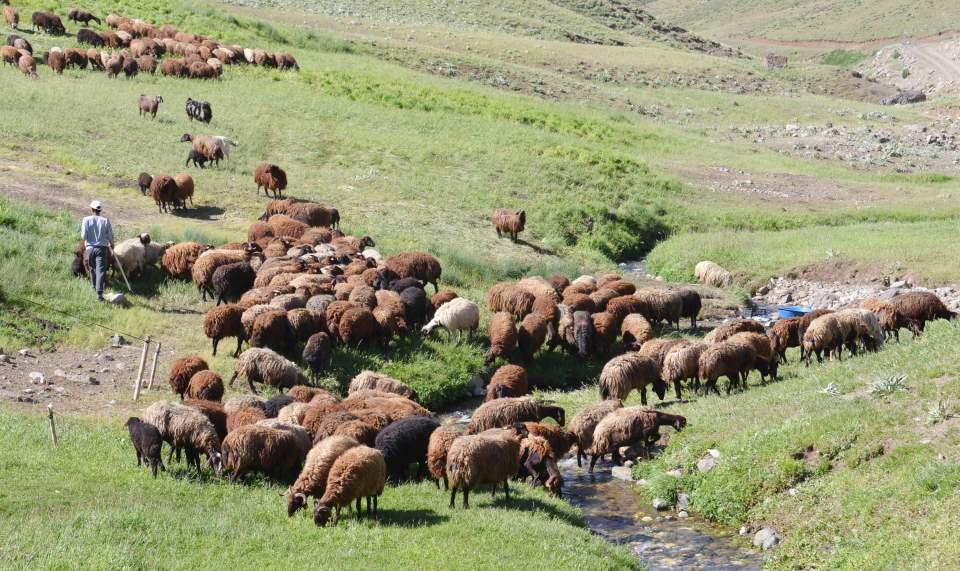 <p><em><strong>Karadağ, sosyal medyaya nasıl içerik üretmeye başlattığını şöyle anlattı:</strong></em></p>
<p>"Iğdır deyince akla kayısı ve Iğdır Ovası gelir. Bunun yanında bir de mor koyun vardır. Yaşadığım yerde çoğu ailenin illaki mor koyunu vardır. Koyun besleriz; bu bize atadan, dededen kalan bir meslektir. Bir özlemdir koyunculuk, terk edemiyoruz. Ailem uzun zamandır koyunculuk yapıyor. Ben bir süre bıraktım ve İstanbul'a çalışmaya gittim. Başımdan talihsiz bir olay geçti ve hapishaneye girdim. </p>