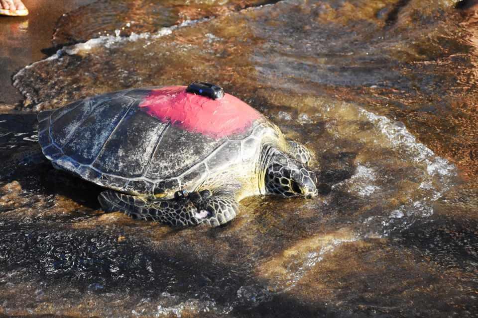 <p>İztuzu sahilinde düzenlenen törende DEKAMER görevlileri tarafından kumsala getirilen caretta carettalara yerli ve yabancı turistler ilgi gösterdi.</p>

<p> </p>

