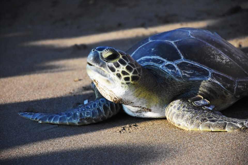 <p>DKAMER'in kuruluşundan bugüne 13 yılda 437 yaralı bireyin merkezlerine geldiğini vurgulayan Kaska, 233 caretta carettanın iyileşerek denize gönderildiğini, 13 kaplumbağanın ise tedavilerinin devam ettiğini dile getirdi.</p>

<p> </p>
