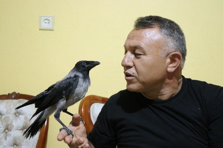 <p>Çolak, karganın kısa zamanda evin bir bireyi haline geldiğini belirterek, "Ona evin içinde uçma talimleri yaptırıyorum. Kanatları gelişmeye başladı. Uçmak için çaba sarf ediyor. Bir yerde onu hapsetmek de istemiyorum. Alıştık birbirimize. Gene de kendine bakacak düzeye geldiği zaman bırakmayı düşünüyorum ama belli de olmaz." diye konuştu.</p>

<p> </p>
