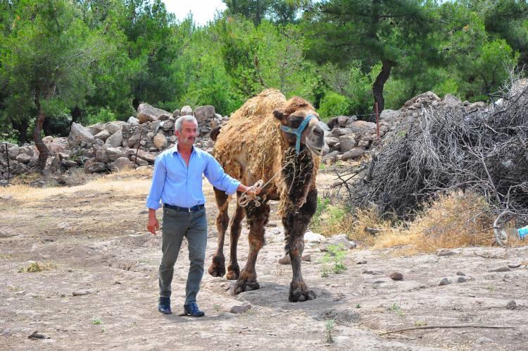 <p>Mertsoylu, Ege Bölgesi’nde 4 şampiyonluğu bulunan 19 yaşında ve 1 ton ağırlığındaki devesine 40 bin lira istiyor. </p>
