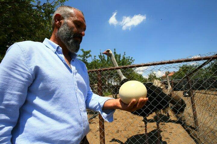 <p>Devekuşunun iklim farklılıklarına karşı dayanıklı olmasının yanı sıra 70-80 yıl ömrüyle önemli bir avantaj sağladığını ifade eden Sayın, her bir dişi devekuşundan haftada iki yumurta aldıklarını, yumurtalara da tüketici ilgisinin yoğun olduğunu söyledi.</p>
