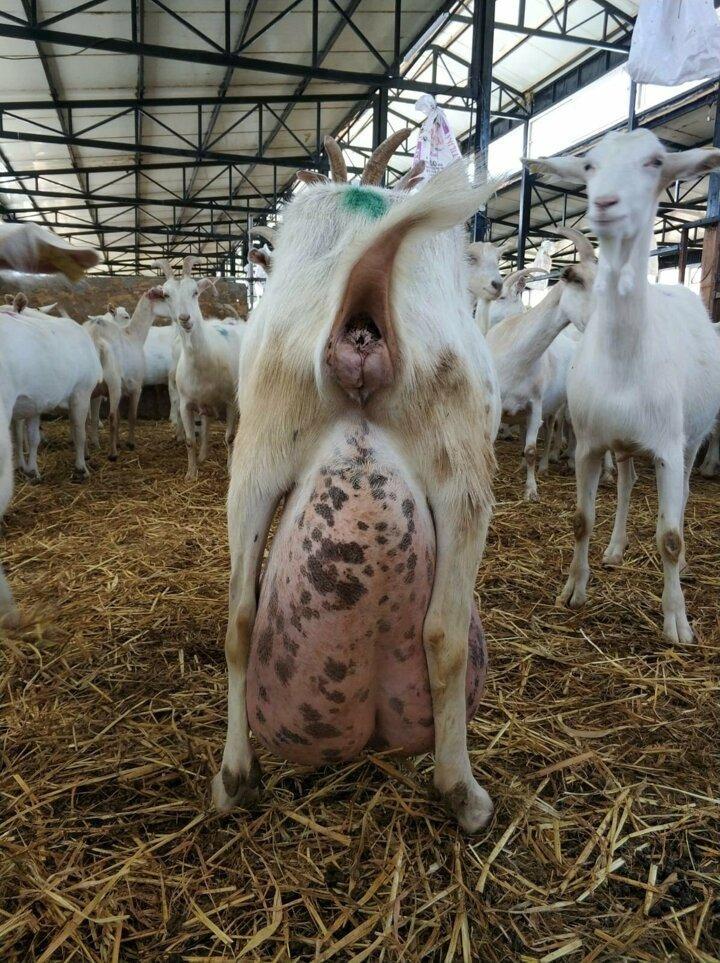 <p>Mudanya ilçesinin Çepni köyünde faaliyet gösteren Seçen Keçi Çiftliğinde bakılan keçi, bir günde 17 litre süt vererek rekor kırdı.</p>
