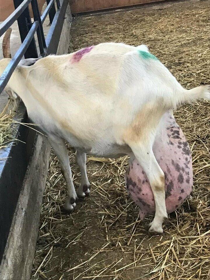 <p>Uzun yıllar keçi sütü üretimi yapan çiftlikte bir keçinin inekten daha fazla ve ağırlığının neredeyse yarısı kadar süt vermesi görenleri hayretler içinde bıraktı.</p>
