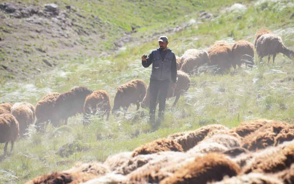 <p>Yaz aylarının gelmesiyle Iğdır'da sürüyle beraber yola çıkan fenomen çoban Erdal Karadağ ve ailesinin göç yolculuğu, Erzurum'un Karayazı ilçesinde son buluyor. </p>