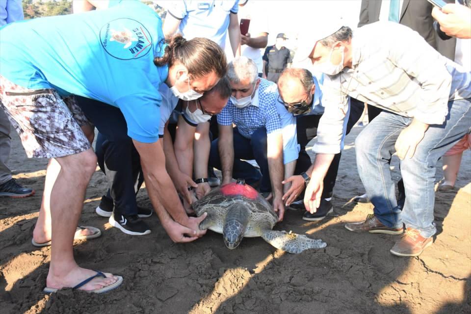 <p>Uydu takip cihazı yerleştirilen Talay'ın yeşil deniz kaplumbağası olduğunu belirten Kaska, "Bu otçul bir birey. Denizdeki çayırlarımızı biçiveren bu kaplumbağanın nerelerde dolaştığının ve nerelere göç ettiğinin bilinmesi hepimiz için bilinmeyen bir şeyin aydınlatılması olacak." dedi.</p>

<p> </p>
