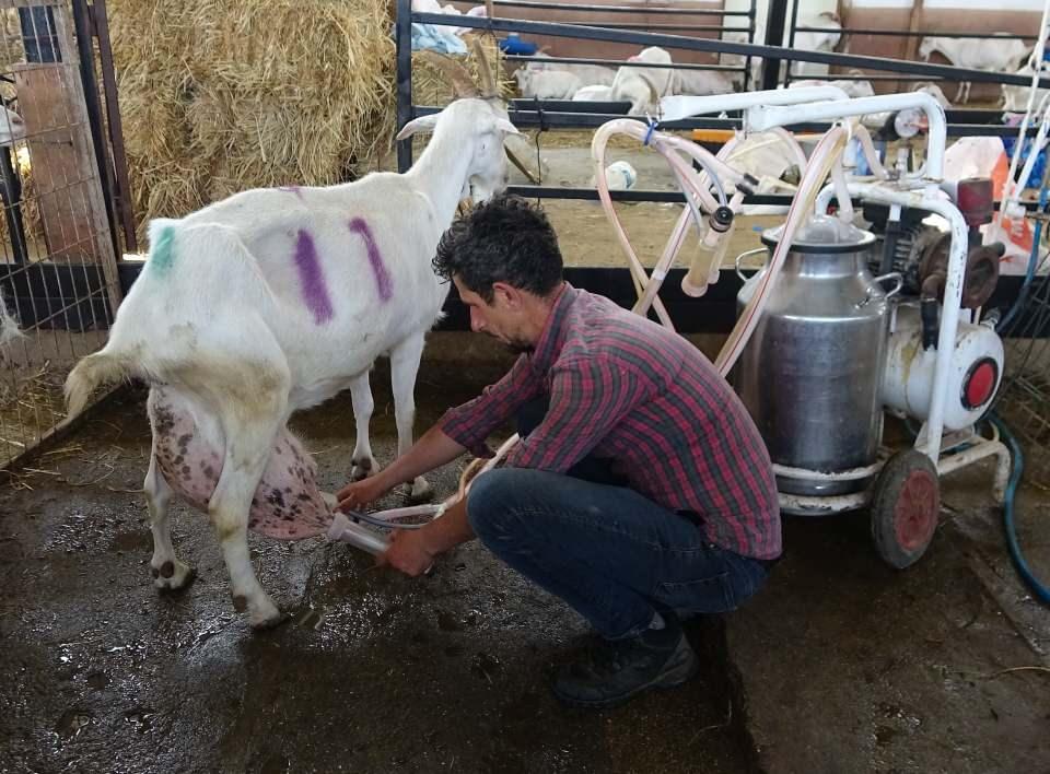 <p>Keçiden 17 litre sütün sağımını yapan Musa Özdemir, "Çocukluğumdan itibaren keçi sağımı yapıyorum.</p>
