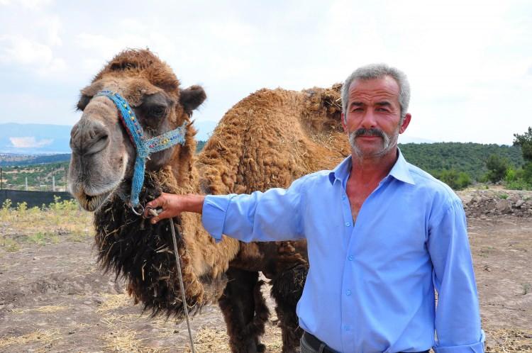 <p>Manisa'da deve yetiştiren Süleyman Mertsoylu (49), Kurban Bayramı öncesi Ege Bölgesi’nde 4 şampiyonluğu bulunan, 1 ton ağırlığındaki dövüşçü devesini satışa çıkardı. </p>
