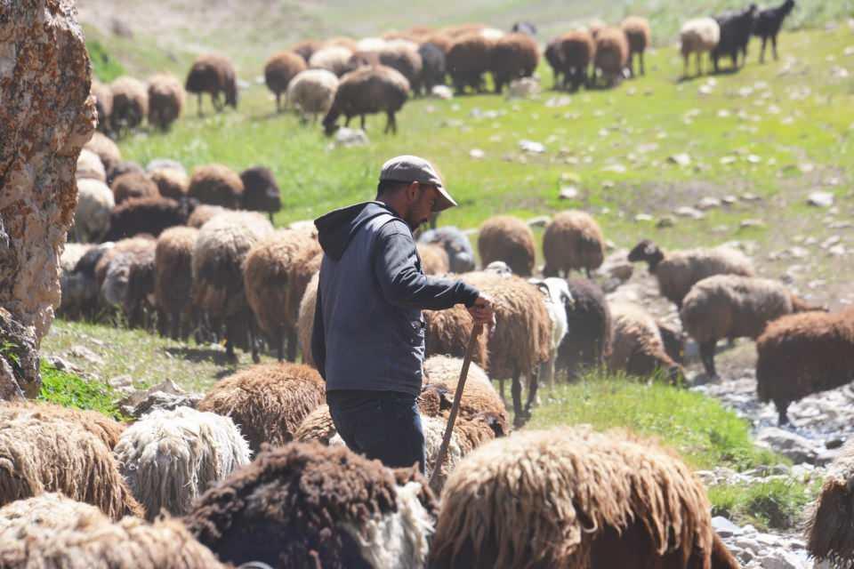 <p>Yakınlarıyla birlikte geniş yayla kiralayıp, burada çadırlarını kuran Karadağ ve ailesi, kışlıklarını hazırlayıp küçükbaşlarının kırkımını ve sağımını yapıyor. </p>
