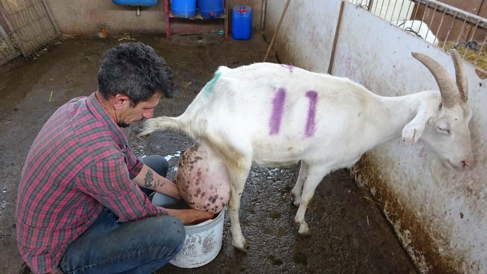 <p>Bu zamana kadar böyle bir olayla ilk defa karşılaştıklarını ifade eden Seçen Çiftliği Veteriner Hekimi Mahmut Akyol, "Normalde bir keçi bu kadar süt vermez. Saanen ırkı keçilerde doğumdan sonra 5-6 litre süt sağıyoruz. </p>
