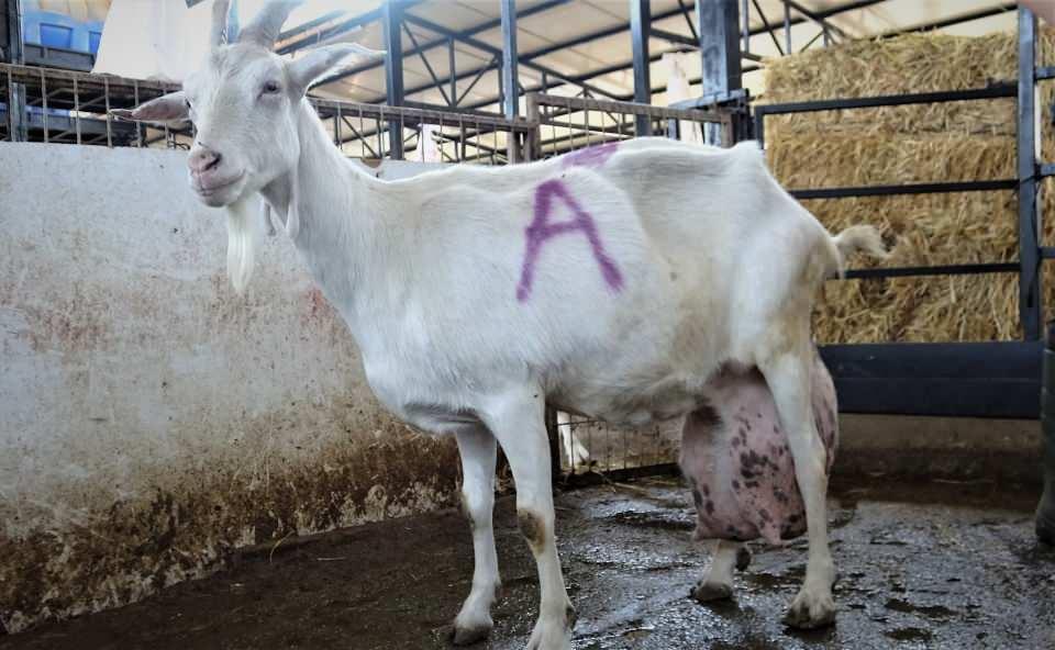 <p>Normal zamanda günde 5-6 litre süt veren Saanen cinsi keçiler, doğumdan sonraki 2 ayda günlük 12 kiloya kadar süt verebiliyor. Ancak bu son keçinin 17 litre süt vermesi görenleri hayretler içinde bırakıyor.<br />
 </p>
