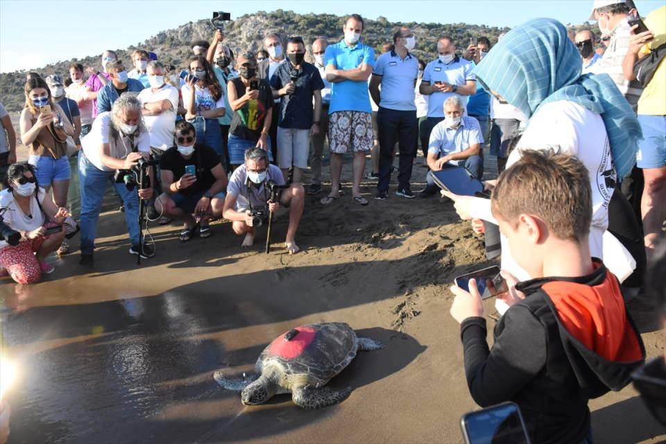 <p>DEKAMER görevlilerince kabuğu temizlenen "Talay" adlı kaplumbağaya uydu takip cihazı yerleştirildi. Daha sonra düzenlenen törenle 4 yetişkin caretta caretta denize bırakıldı.</p>

<p> </p>
