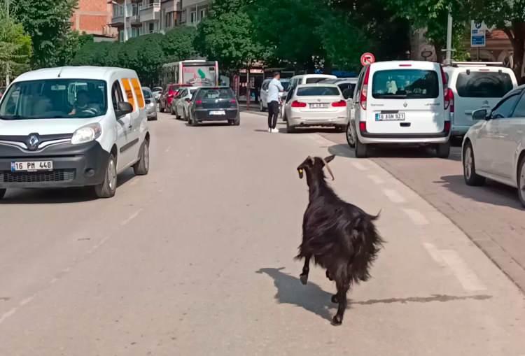 <p>Bursa’da otomobilden kaçıp, yaklaşık 5 kilometre boyunca trafikte araçların arasında ilerleyen kurbanlık keçi, sürücülere zor anlar yaşattı.</p>
<p> </p>