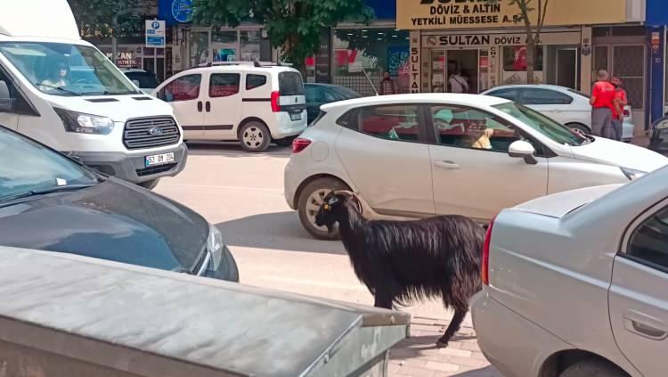 <p>Sahibinin peşinden koştuğu keçi, trafikte araçların arasında yaklaşık 5 kilometre boyunca ilerledi. Araçların önüne atlayan keçi, sürücülere zor anlar yaşattı. </p>