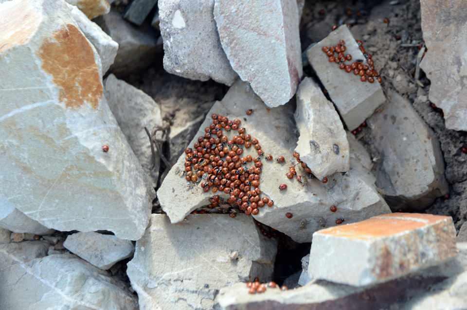 <p>Aslında biz doğayla iç içe, doğaya zarar vermeden yaşamayı bu böceklerden biraz daha öğrendiğimizi fark edebiliyoruz. Çünkü müdahale ettiğinizde o canlılar oradan kaçıyor. Uğur böcekleri şehrimizin çok önemli bir değeri. Bunun sergilediği güzellikleri seyredelim yeter diye düşünüyorum."</p>

<p> </p>
