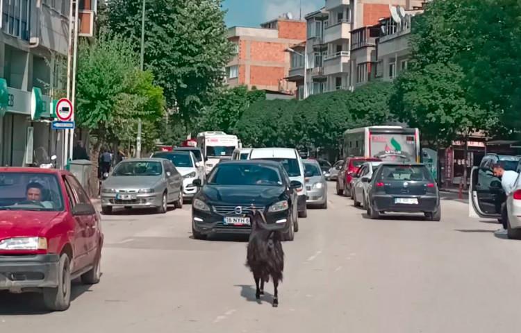 <p>5 araca çarpıp hafif hasara neden olan keçi, bir cep telefonu tamircisine girince yakalandı. İş yeri sahibi Adem Çelik, keçiyi İnegöl Belediyesi’ne götürdü. Belediye ekiplerinin bilgi verdiği sahibi, gelip keçisini teslim aldı.</p>

<p> </p>
