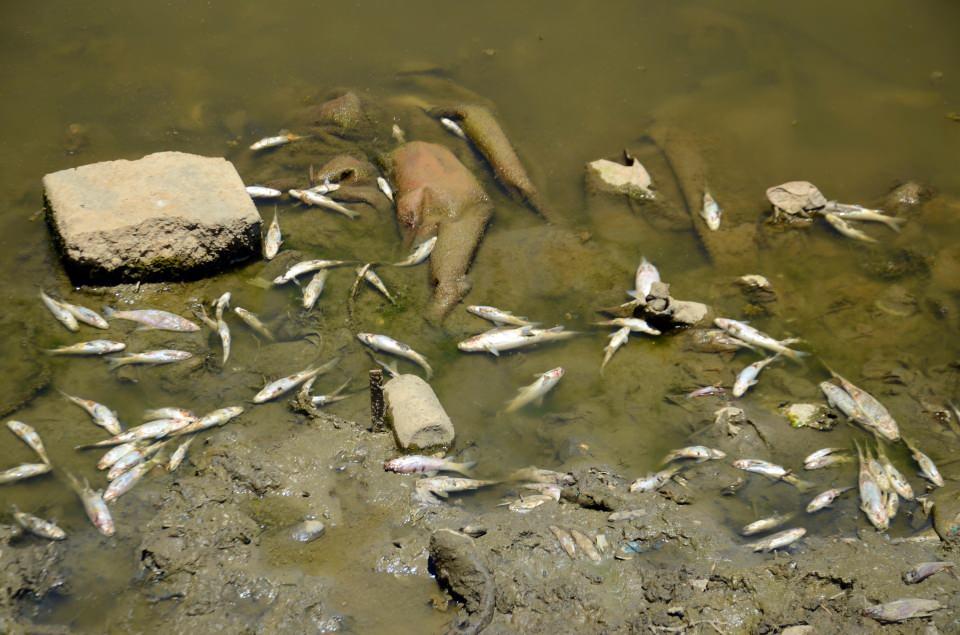 <p>Muş'ta şehir merkezi ve köylerden geçen Karasu Nehri'nde balık ölümleri başladı. Hayvanların serinleme ve su ihtiyacını giderdiği, tarım arazilerinin sulandığı Karasu Nehri'nin üzerini kaplayan ve kıyıya vuran ölü balıklar, yöre halkını tedirgin etti. </p>
