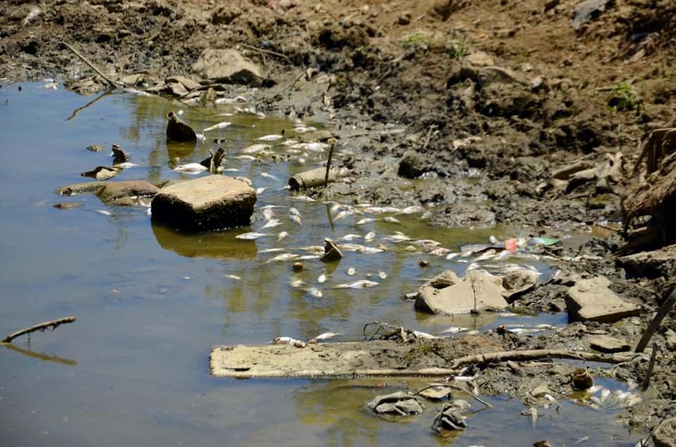 <p>Karasu Nehri’nin üzerini kaplayan ve kıyıya vuran ölü balıklar, bölgede yaşayanları endişelendirdi. Tarım ve Orman İl Müdürlüğü'ne bilgi verenler, hayvanların serinleme ve su ihtiyacını giderdiği, tarım arazilerinin sulandığı Karasu Nehri'nde balık ölümlerinin önlenmesini istedi. </p>
