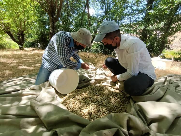 <p>Bahadır, “Topraklarından bereketin fışkırdığı ilimiz Genç ilçesi Servi bölgesinde yüzyıllardır geleneksel olarak dut pekmezi üretimi yapılmaktadır. </p>