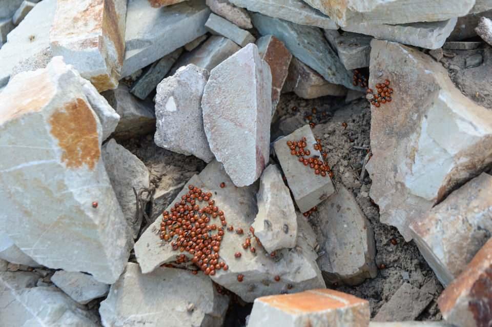 <p>Doğan, Büyükşehir Belediyesi olarak bölgenin ve böceklerin tanıtımıyla ilgili çeşitli çalışmalar yaptıklarını ifade etti.</p>

