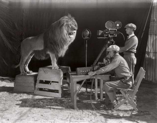 <p>ÜNLÜ KÜKREYEN ASLAN</p>
<p><br />
MGM'nin açılış jeneriğindeki ünlü kükreyen aslana aşina olmayan bir film izlemiş tek bir kişinin olması pek olası değildir. Aslında MGM logosunun kullanıldığı yıllarda birçok aslan vardı. Fotoğraftaki Jackie, kafesindeki ses kaydı sırasında, ses sahnesi bunun etrafına inşa edilirken resmedildi.</p>
<p> </p>