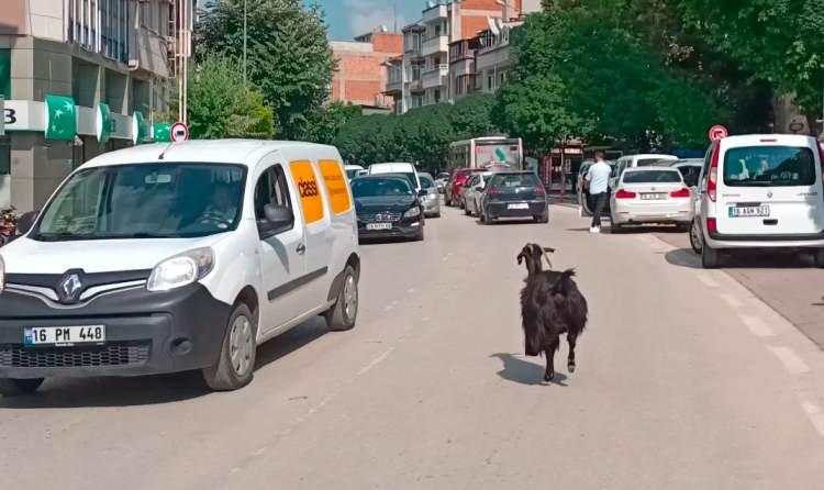 <p> Zorla çıkardım dükkandan. Sonra belediyeye teslim ettik" dedi. </p>
