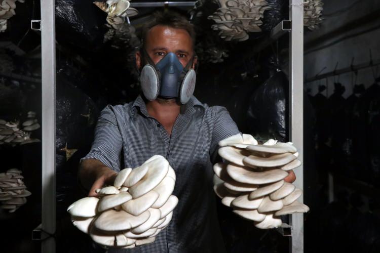 <p>Bunlar mikro delikli poşetler, hava almasını sağlar. Oda içerisine koyuyoruz. Klimalarla ve otomasyonlarla belli derecelerde tutuyoruz. Isınmaya başladıktan sonra mantar salımı başlıyor, salım bittikten sonra yavaş yavaş soğutmaya ve nemlendirmeye başlıyoruz. Bu aşamadan sonra mantar büyümeye başlıyor. </p>