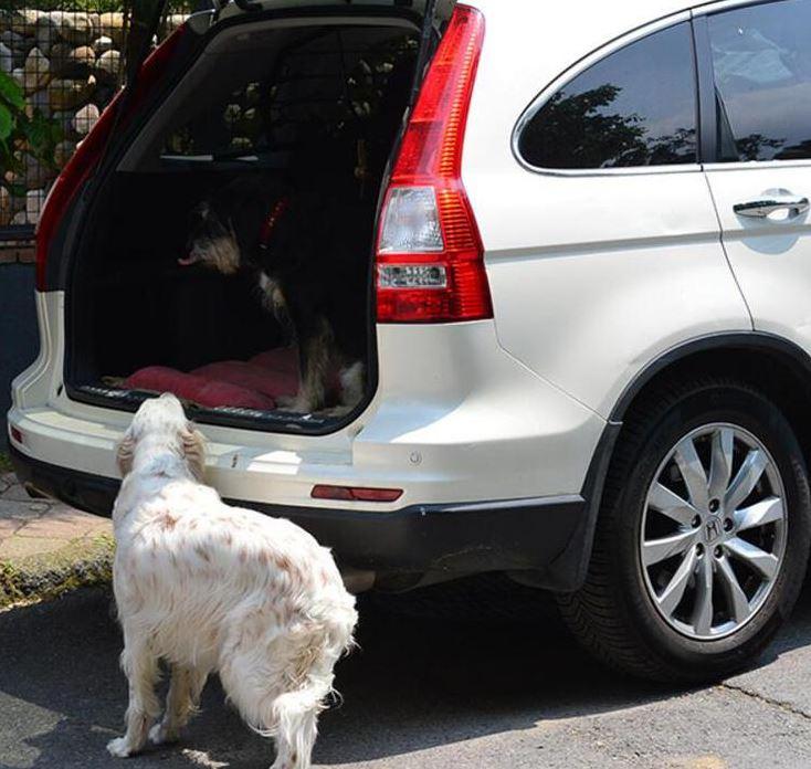 <p><span style="color:#FF0000"><strong>Çifte Bodrum tatillerinde köpekleri de eşlik edecek. Bu konu hakkında müzisyen Sinan Güleryüz, “Bir bebek 3 köpekle yola çıkıyoruz" şeklinde esprili bir şekilde konuştu.</strong></span></p>
