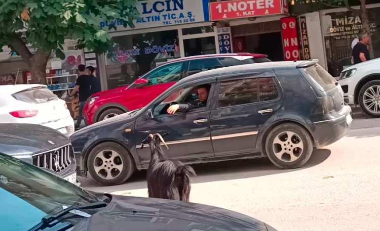<p>İnegöl’de ismi öğrenilmeyen kişi, aldığı kurbanlık keçiyi otomobiliyle evine götürdü. Yenice Mahallesi Nuri Doğrul Caddesi’nde sahibi otomobilin kapısını açınca keçi kaçtı. </p>