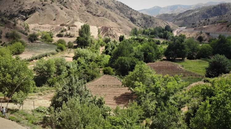 <p> Şu anda üretici kayıt listelerini oluşturuyoruz. Üretici kayıt listelerinin oluşmasıyla birlikte de hasatlarımız bölgede tamamlanmış durumda” dedi.<br />
</p>