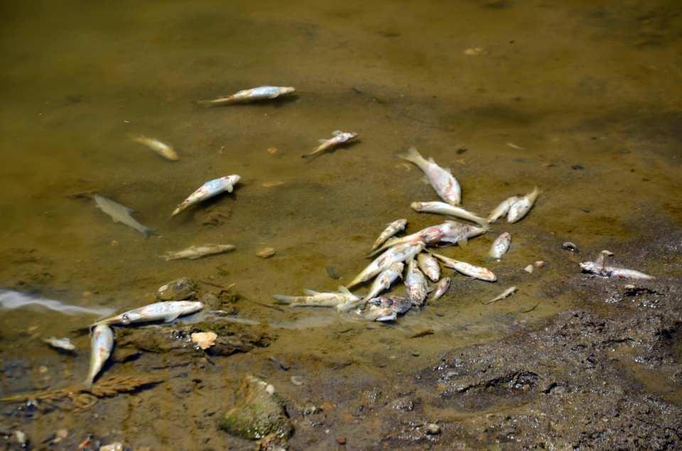 <p>Şehir merkezi ve köylerden geçen Karasu Nehri’nde, geçen yıl olduğu gibi bu sene de balık ölümleri meydana geldi. </p>

