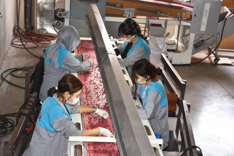 <p>Şimdi oğullarının da kendileriyle çalıştığını dile getiren Özen, "İş paylaşımı yapıyoruz. Ben tarım ekonomistiyim. Firmanın finans işlerine bakıyorum. Eşim, üretim bölümüne bakıyor, oğlumuz da dış ticaret bölümüne bakıyor." dedi.</p>
<p> </p>