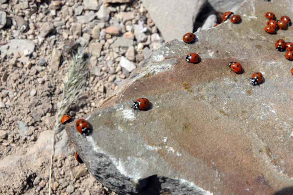 <p>Haziran itibarıyla bölgede görülmeye başlayan böceklerin turistik açıdan da kente değer katmaya başladığını belirten Doğan, şöyle devam etti:</p>

<p>"Uğur böcekleri şehrimizin tanıtımı, kültürel ve turizm değeri açısından çok özel bir yere sahip. Ancak bu küçük canlıların varlığını sürdürebilmemiz için çok dikkatli olmamız lazım. </p>

