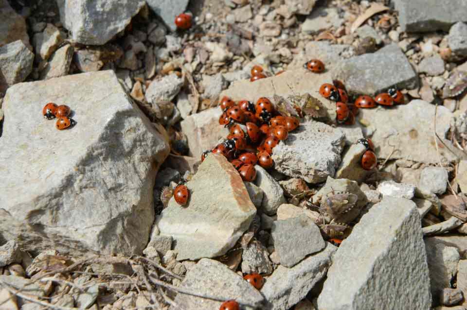 <p>Yerli ve yabancı birçok ziyaretçinin ilgisini çeken, özellikle fotoğraf tutkunlarının ilgi odağı haline gelen böceklerin bölgedeki varlığının korunması için Doğa Koruma Milli Parklar Şube Müdürlüğü ekiplerince çalışma başlatıldı.</p>

<p> </p>
