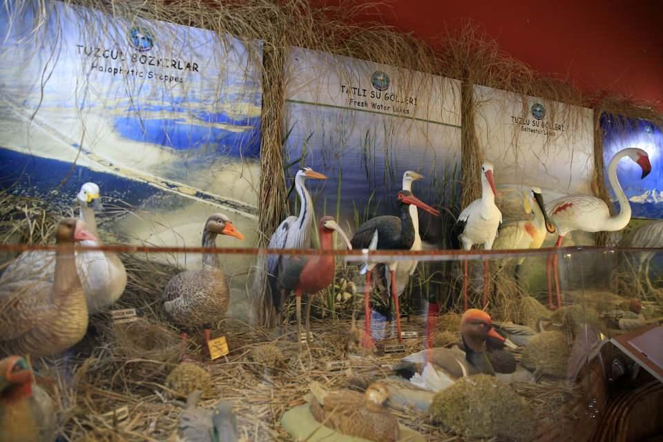 <p>Erciyes Dağı eteklerindeki Sultan Sazlığı Milli Parkı, insan boyunu aşan sazlıkları ve kuş sesleriyle ziyaretçilerini ağırlıyor.</p>
<p> </p>